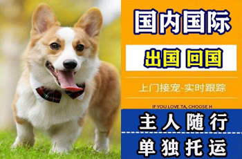 哈密地区宠物托运公司哈密地区宠物托运公司哈密地区宠物托运公司