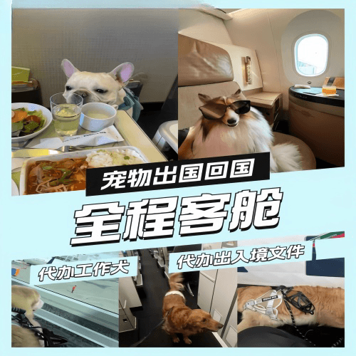 哈密地区宠物托运到白俄罗斯宠物入境规定和要求